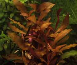 Alternanthera Reineckii