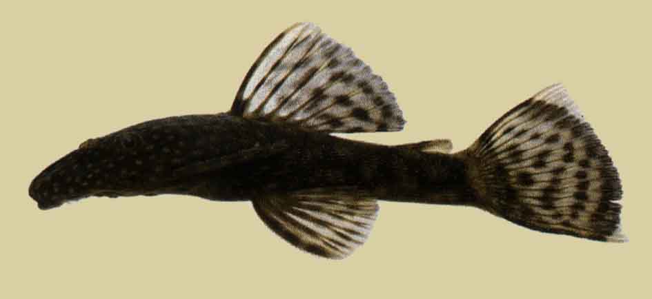 Ancistrus (Masse d'armes)