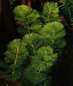 Cabomba Caroliniana