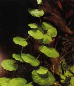 Hydrocotyle Leucocephala