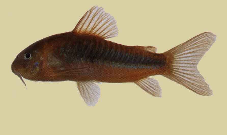Corydoras aeneus