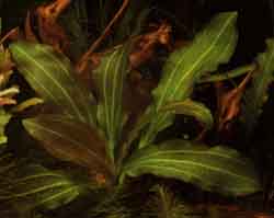 Echinodorus Osiris