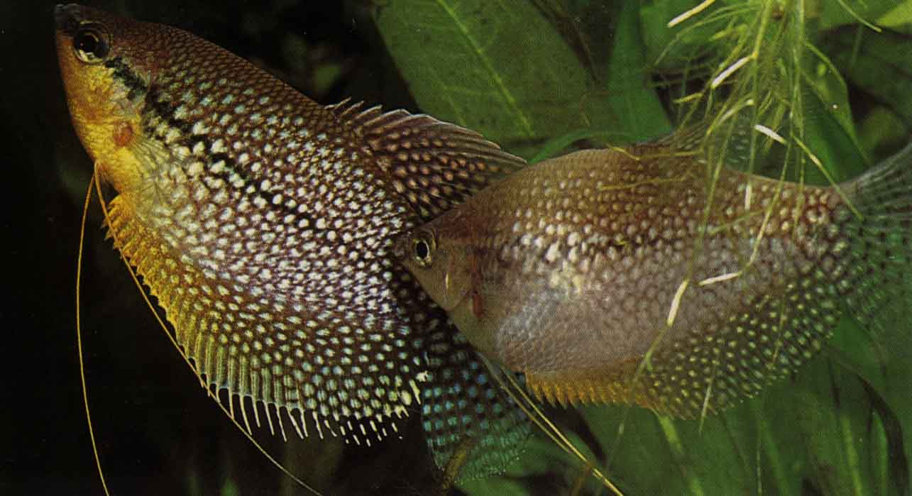 Trichogaster Leeri (Gourami perl)
