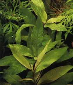 Hygrophila Corymbosa