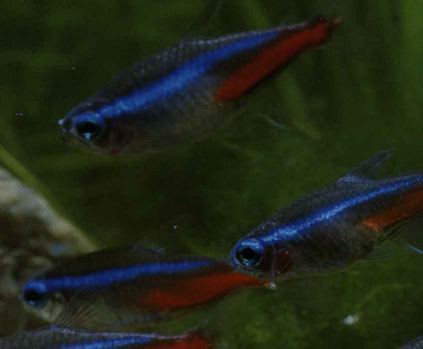 Paracheirodon innesi (Tetra-non)