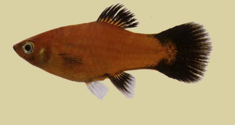 Xyphophorus maculatus var. (Platy tuxedo)