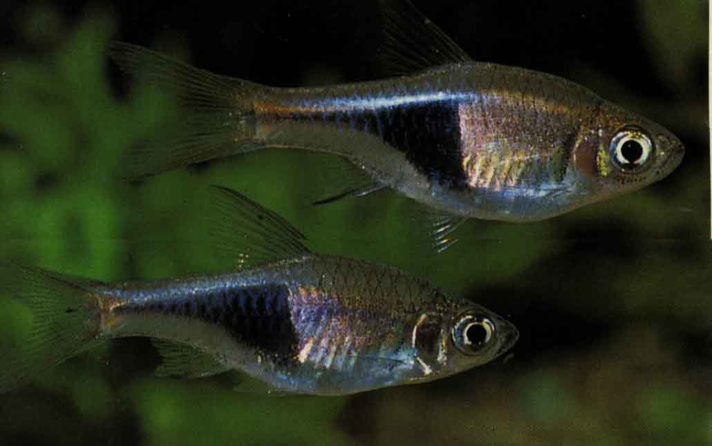 Rasbora Heteromorpha (Rasbora Arlequin)