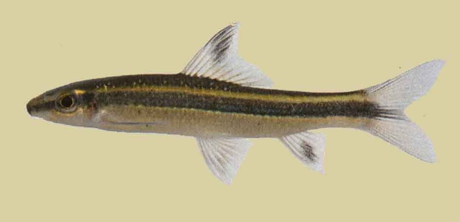 Epalzeorhynchus kallopterus (Renard volant)