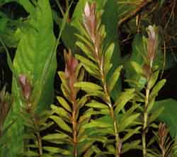 Rotala Rotundifolia